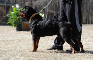 rottweiler male airk sc show 2014
