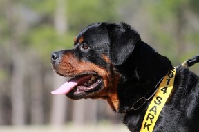 rottweiler male airk sc show 2014