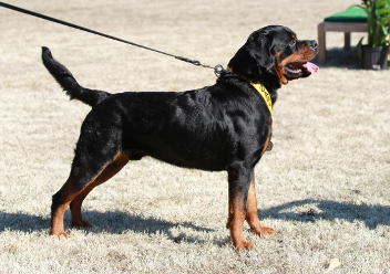 Rottweiler stud male in Maryland